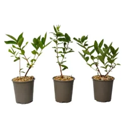 Honungsbär - Set om 3 - Lonicera kamtchatica - Höjd 25-40cm - ⌀9cm