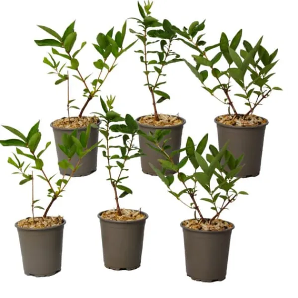 Outlet Honungsbär - Set om 6 - Lonicera kamtchatica - Höjd 25-40cm - ⌀9cm Buskar