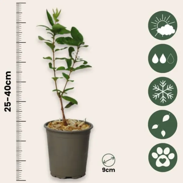 Outlet Honungsbär - Set om 6 - Lonicera kamtchatica - Höjd 25-40cm - ⌀9cm Buskar