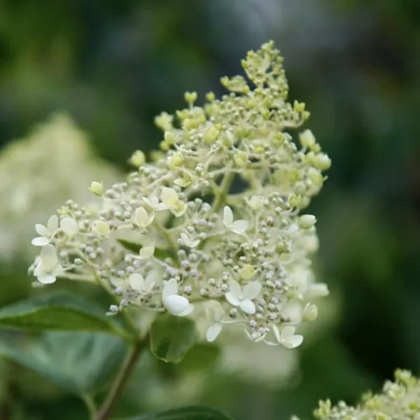 Online Hortensia - Set om 2 - Hydrangea paniculata 'Bobo' - Höjd 25-40cm - ⌀19cm Buskar