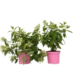 Hot Hortensia - Set om 2 - Hydrangea paniculata 'Confetti' - Höjd 25-40cm - ⌀19cm Buskar