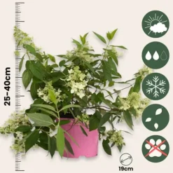 Hot Hortensia - Set om 2 - Hydrangea paniculata 'Confetti' - Höjd 25-40cm - ⌀19cm Buskar