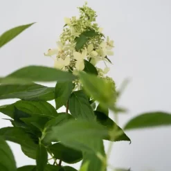 Hot Hortensia - Set om 2 - Hydrangea paniculata 'Confetti' - Höjd 25-40cm - ⌀19cm Buskar