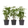 Hortensia - Set om 3 - Hydrangea 'Strong Annabelle' - Höjd 30-40cm - ⌀19cm Krukväxter Inomhus