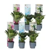 Hortensia - Set om 6 - Hydrangea macrophylla - Höjd 25-40cm - ⌀9cm