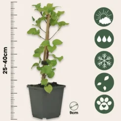 Hortensia - Set om 3 - Hydrangea anomale petiolaris - Höjd 25-40cm - ⌀9cm