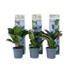 Clearance Hortensia - Set om 3 - Hydrangea macrophylla teller - Höjd 25-40cm - ⌀9cm Krukväxter Inomhus