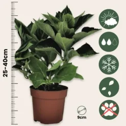 Clearance Hortensia - Set om 3 - Hydrangea macrophylla teller - Höjd 25-40cm - ⌀9cm Krukväxter Inomhus