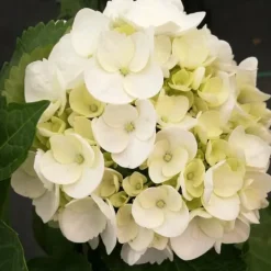 Clearance Hortensia - Set om 6 - Hydrangea macrophylla teller - Höjd 25-40cm - ⌀9cm Trädgårdsväxter