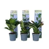 Hortensia - Set om 6 - Hydrangea macrophylla teller - Höjd 25-40cm - ⌀9cm