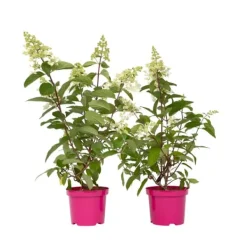 New Hortensia - Set om 2 - Hydrangea paniculata 'Pinky Winky' - Höjd 25-40cm - ⌀19cm Buskar