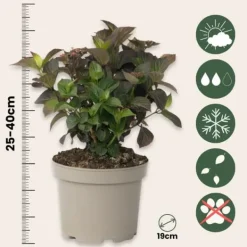 New Hortensia - Set om 2 - Hydrangea 'Dare Devil' - Höjd 25-40cm - ⌀19cm Buskar