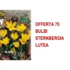 Best HÖSTBULB OFFER 75 BULB STERNBERGIA LUTEA BULLAR BULBES Fröer & Lökar