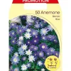 Outlet HÖSTBULBERR ANEMONE BLANDA MIXAD FÖRPACKNING MED 50 BULBER BULBS BULBES Fröer & Lökar
