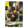 Clearance HÖSTBULLAR KOLLEKTION 15 SVARTA TULPANER FÖR BLOMSTRANDE OCH KRUKOR Fröer & Lökar