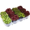 Husleek - ett set med 12 olika typer av Sempervivum