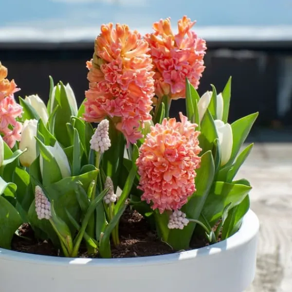 Hyacintlökor - Set om 15 - Hyacinthus 'Gipsy Queen' - Blomlökar - Orange