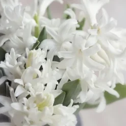 Sale Hyacintlökor - Set om 20 - Hyacinthus 'Carnegie' - Blomlökar - Vit Fröer & Lökar