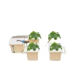 Online Hydroponiskt växtsystem, 5-bucket setup, kompletta tillbehör inkluderade,VIT Kit För Växt- & Örtplantering