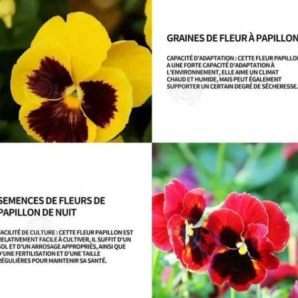 INN Butterfly Flower Seeds 398 Blomsterfrön Blomningstid 6-8 månader Blomfrön Prydnadsblommor Blomfrö