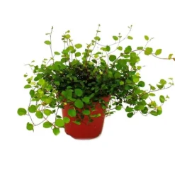 Discount Inomhusväxt - Mühlenbeckia complexa - kiwi knutgräs - 12 cm kruka Krukväxter Inomhus