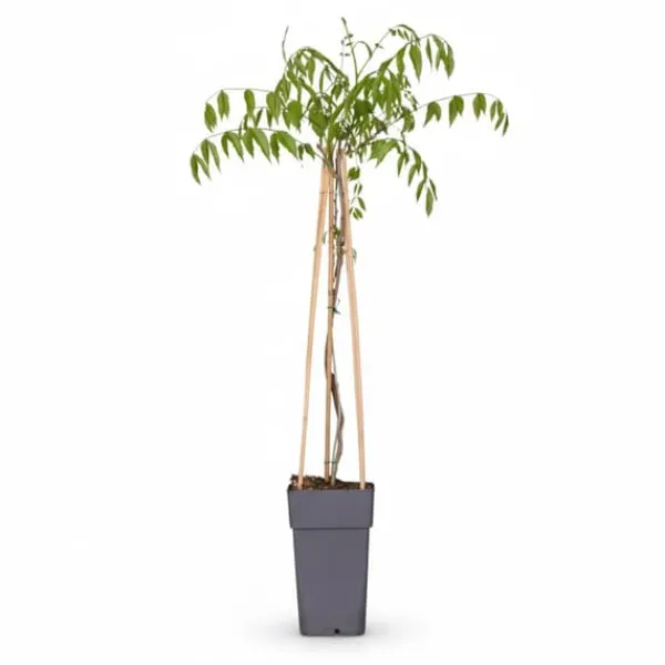 Japansk Blåregn 'Naga Noda' 65 cm, Kruka Ø15 cm Trädgårdsväxter