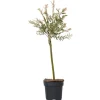 Outlet Japansk dvärgpil - Salix integra 'Flamingo' - Höjd 60-80cm - Kruka 17cm Trädgårdsväxter