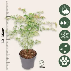 Japansk lönn - Acer palmatum 'Ukigumo' - Höjd 50-60cm - ⌀19cm Träd