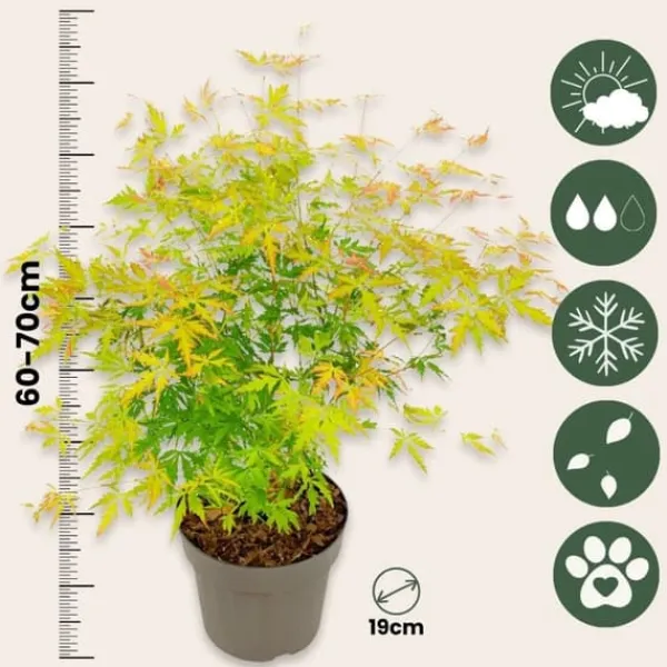 Hot Japansk lönn - Set om 2 - Acer palmatum 'Orange Lace' - Höjd 60-70cm - ⌀19cm Träd