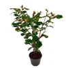 Sale Japansk Ros - Camellia japonica 'Dr. King' - Höjd 50-60cm - ⌀15cm Blommor