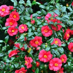 Sale Japansk Ros - Camellia japonica 'Dr. King' - Höjd 50-60cm - ⌀15cm Blommor