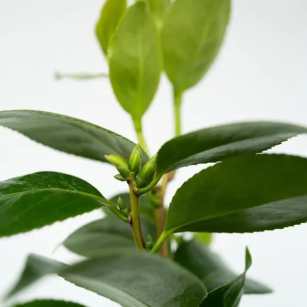 Japansk Ros - Camellia japonica 'Brush Field' - Höjd 50-60cm - ⌀15cm
