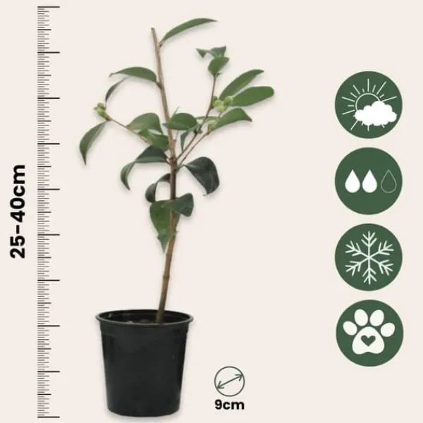 New Japansk Ros - Set om 3 - Camellia japonica - Höjd 25-40cm - ⌀9cm Buskar
