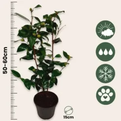 Online Japansk Ros - Set om 2 - Camellia japonica 'Brush Field' - Höjd 50-60cm - ⌀15cm Buskar