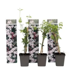 Jasmin - Set om 3 - Jasminum 'Officinale' - Höjd 25-40cm - ⌀9cm