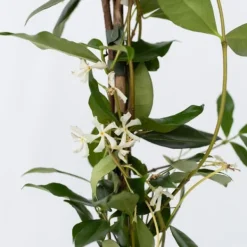Discount Jasmin - Set om 8 - Trachelospermum jasminoides - Höjd 110-120cm - ⌀17cm Trädgårdsväxter