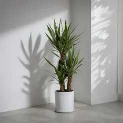 Sale Jättepalmlilja - Set om 2 - Yucca elephantipes - Höjd 70-80cm - ⌀21cm Krukväxter Inomhus