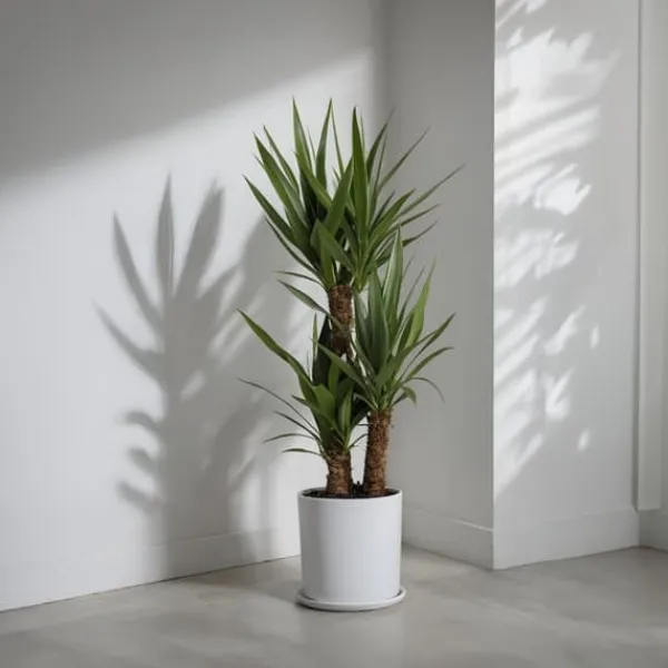 Hot Jättepalmlilja - Set om 2 - Yucca elephantipes - Höjd 70-80cm - ⌀17cm Krukväxter Inomhus