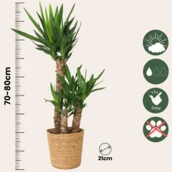 Jättepalmlilja - Yucca elephantipes - Höjd 70-80cm - ⌀21cm