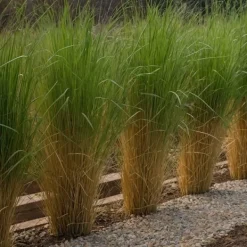 Online Jungfruhirs - Panicum virgatum 'Northwind' - Höjd 40-60cm - ⌀23cm Krukväxter Inomhus