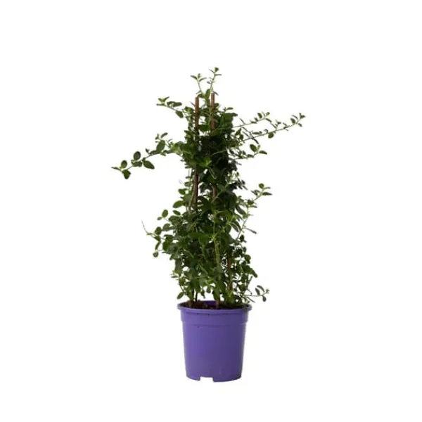 Hot Kalifornisk lilak - Ceanothus thyrsiflorus Repens - Höjd 60-70cm - ⌀17cm Trädgårdsväxter