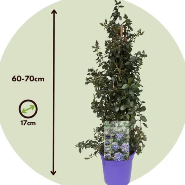 Hot Kalifornisk lilak - Ceanothus thyrsiflorus Repens - Höjd 60-70cm - ⌀17cm Trädgårdsväxter