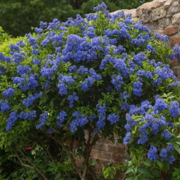 Hot Kalifornisk lilak - Ceanothus thyrsiflorus Repens - Höjd 60-70cm - ⌀17cm Trädgårdsväxter
