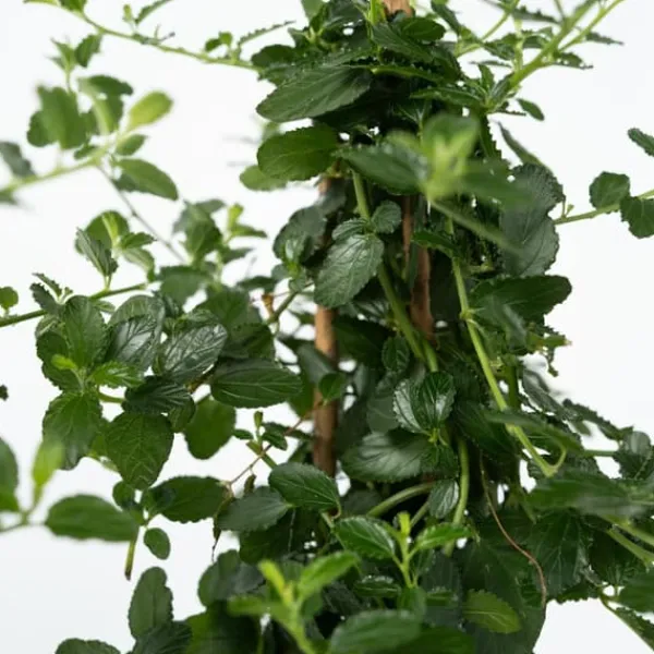 Hot Kalifornisk lilak - Ceanothus thyrsiflorus Repens - Höjd 60-70cm - ⌀17cm Trädgårdsväxter