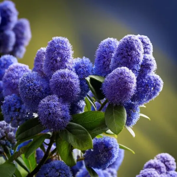 Hot Kalifornisk lilak - Ceanothus thyrsiflorus Repens - Höjd 60-70cm - ⌀17cm Trädgårdsväxter