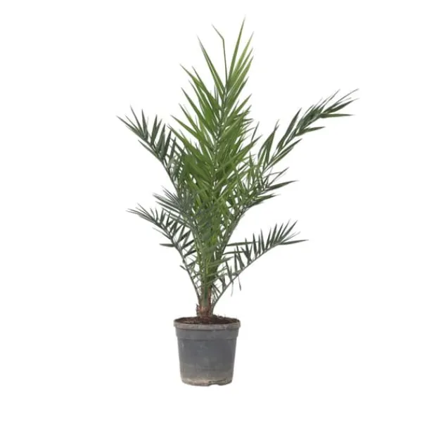 Outlet Kanariepalm - Phoenix canariensis - Höjd 80-100cm - ⌀19cm Krukväxter Inomhus