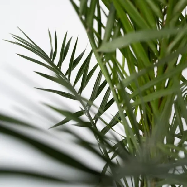 Outlet Kanariepalm - Phoenix canariensis - Höjd 80-100cm - ⌀19cm Krukväxter Inomhus