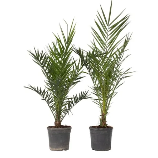 Clearance Kanariepalm - Set om 2 - Phoenix canariensis - Höjd 80-100cm - ⌀19cm Krukväxter Inomhus