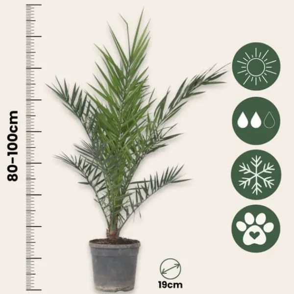Clearance Kanariepalm - Set om 2 - Phoenix canariensis - Höjd 80-100cm - ⌀19cm Krukväxter Inomhus