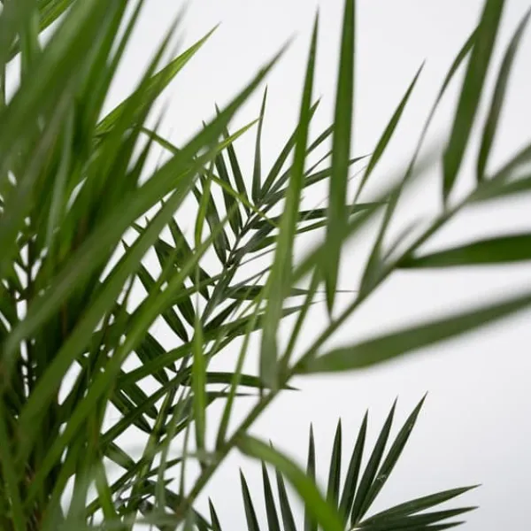 Clearance Kanariepalm - Set om 2 - Phoenix canariensis - Höjd 80-100cm - ⌀19cm Krukväxter Inomhus